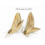 Sphingidae sp. China, Yunnan, Nujiang valley, N of Mt.Biluoxueshan. 2Pcs. Moth-Sphi-211365.