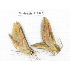 Sphingidae sp. China, Yunnan, Nujiang valley, N of Mt.Biluoxueshan. 2Pcs. Moth-Sphi-211365.