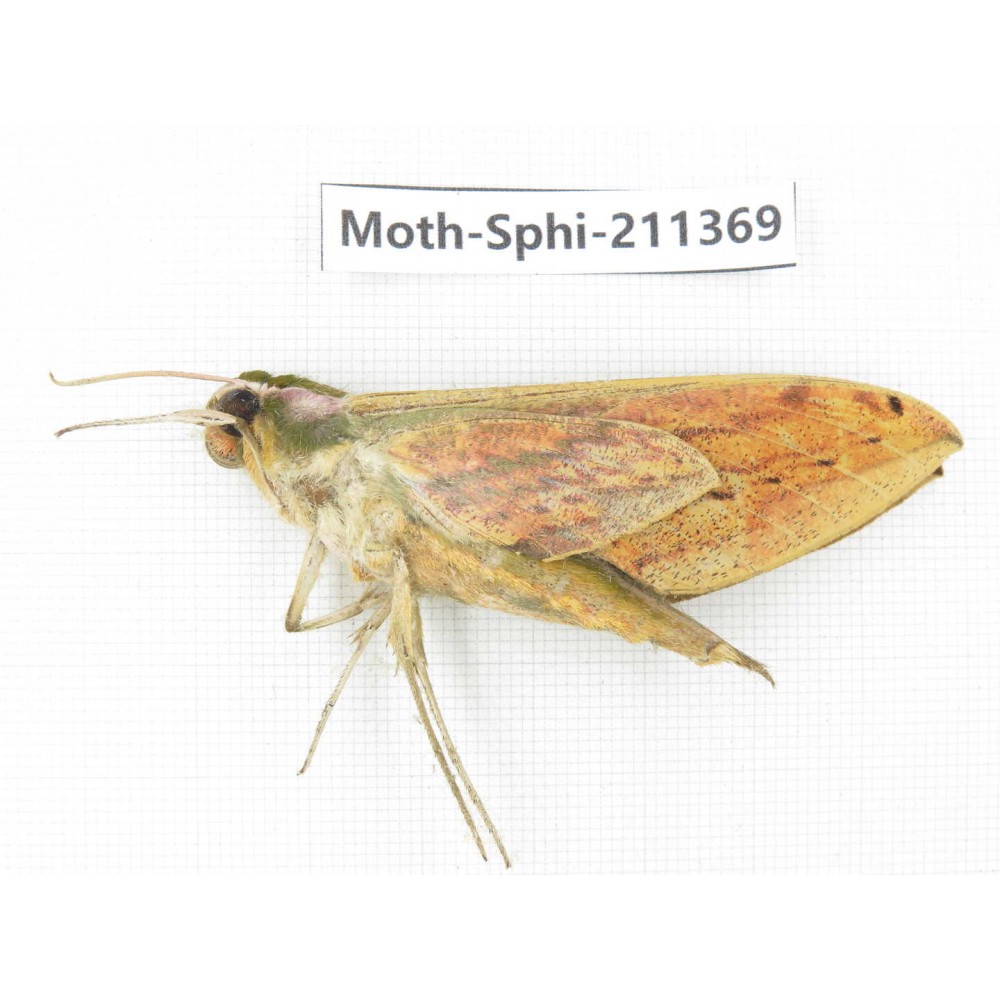 Sphingidae sp. China, Yunnan, Nujiang valley, N of Mt.Biluoxueshan. 1Pcs. Moth-Sphi-211369.