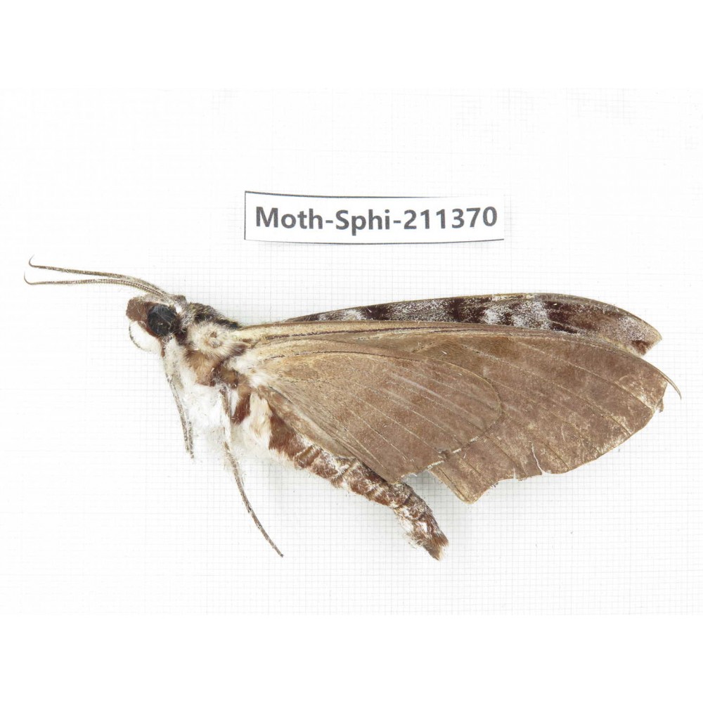 Sphingidae sp. China, Yunnan, Nujiang valley, N of Mt.Biluoxueshan. 1Pcs. Moth-Sphi-211370.