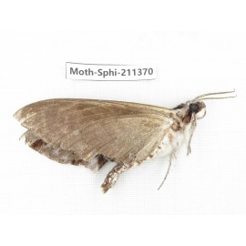 Sphingidae sp. China, Yunnan, Nujiang valley, N of Mt.Biluoxueshan. 1Pcs. Moth-Sphi-211370.