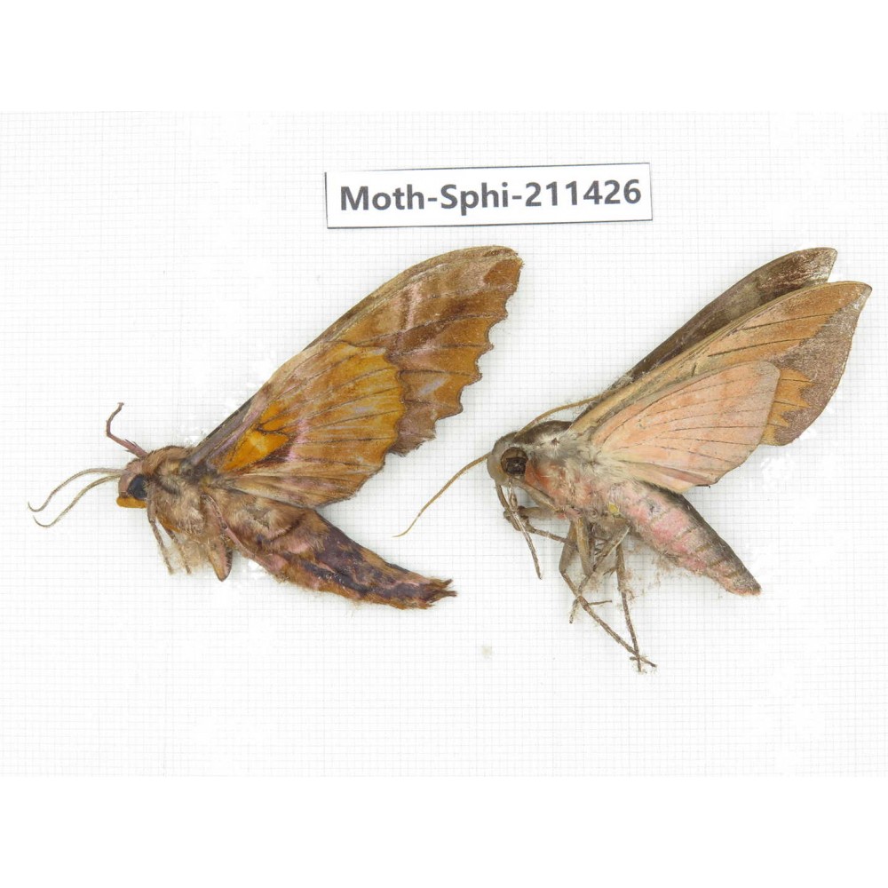 Sphingidae sp. China, Yunnan, Nujiang, N of Mt.Biluoxueshan. 2Pcs. Moth-Sphi-211426.