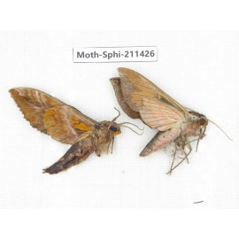 Sphingidae sp. China, Yunnan, Nujiang, N of Mt.Biluoxueshan. 2Pcs. Moth-Sphi-211426.