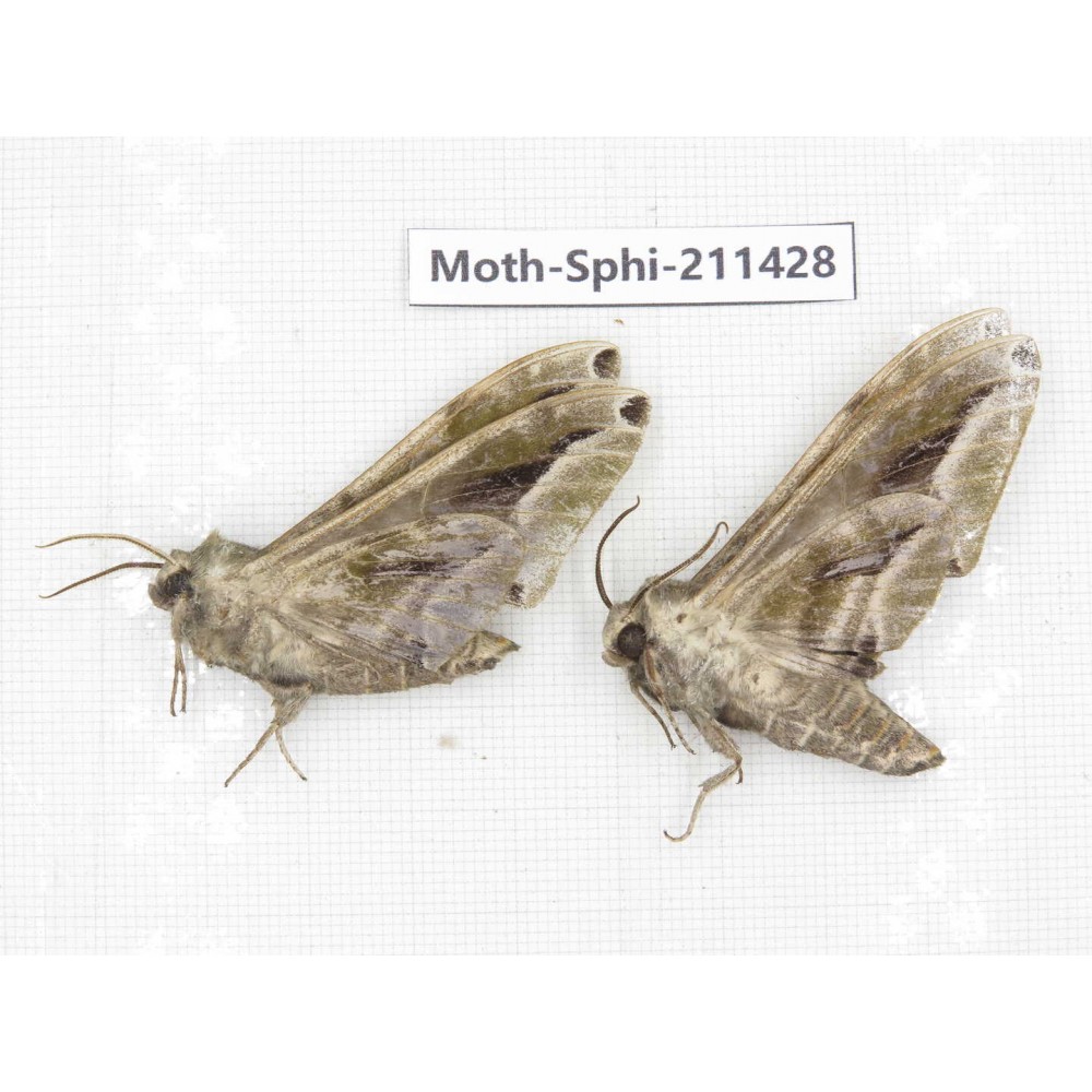 Sphingidae sp. China, Yunnan, Nujiang, N of Mt.Biluoxueshan. 2Pcs. Moth-Sphi-211428.