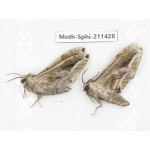 Sphingidae sp. China, Yunnan, Nujiang, N of Mt.Biluoxueshan. 2Pcs. Moth-Sphi-211428.