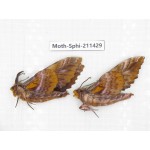 Sphingidae sp. China, Yunnan, Nujiang, N of Mt.Biluoxueshan. 2Pcs. Moth-Sphi-211429.