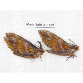 Sphingidae sp. China, Yunnan, Nujiang, N of Mt.Biluoxueshan. 2Pcs. Moth-Sphi-211429.