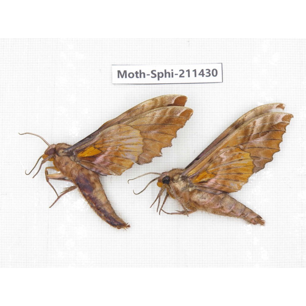 Sphingidae sp. China, Yunnan, Nujiang, N of Mt.Biluoxueshan. 2Pcs. Moth-Sphi-211430.