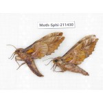 Sphingidae sp. China, Yunnan, Nujiang, N of Mt.Biluoxueshan. 2Pcs. Moth-Sphi-211430.