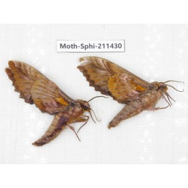 Sphingidae sp. China, Yunnan, Nujiang, N of Mt.Biluoxueshan. 2Pcs. Moth-Sphi-211430.