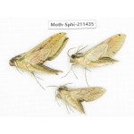 Sphingidae sp. China, Yunnan, Nujiang, N of Mt.Biluoxueshan. 3Pcs. Moth-Sphi-211435.