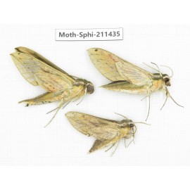 Sphingidae sp. China, Yunnan, Nujiang, N of Mt.Biluoxueshan. 3Pcs. Moth-Sphi-211435.
