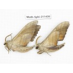 Sphingidae sp. China, Yunnan, Nujiang, N of Mt.Biluoxueshan. 2Pcs. Moth-Sphi-211436.