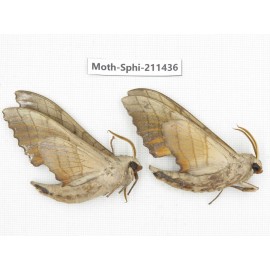 Sphingidae sp. China, Yunnan, Nujiang, N of Mt.Biluoxueshan. 2Pcs. Moth-Sphi-211436.