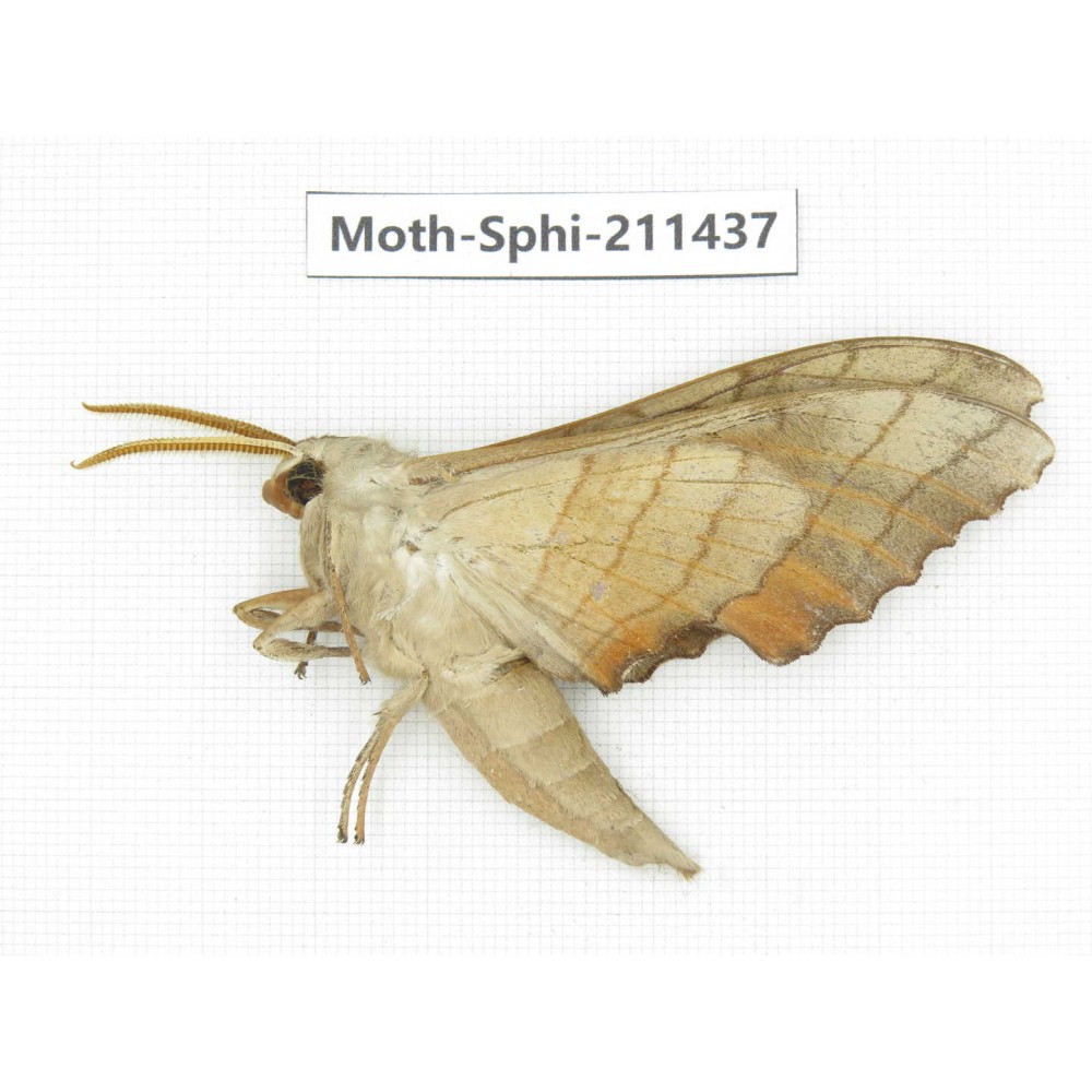 Sphingidae sp. China, Yunnan, Nujiang, N of Mt.Biluoxueshan. 1Pcs. Moth-Sphi-211437.