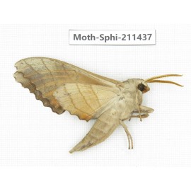 Sphingidae sp. China, Yunnan, Nujiang, N of Mt.Biluoxueshan. 1Pcs. Moth-Sphi-211437.