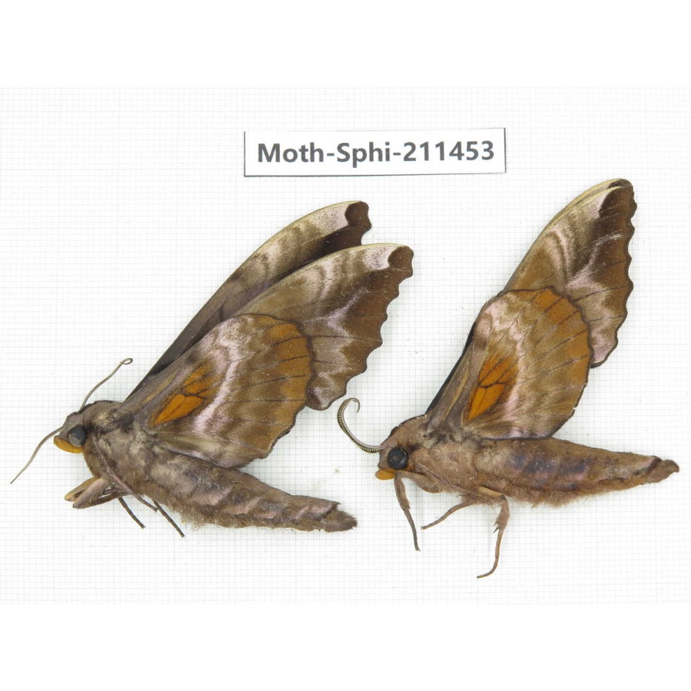 Sphingidae sp. China, Yunnan, Nujiang, N of Mt.Biluoxueshan. 2Pcs. Moth-Sphi-211453.
