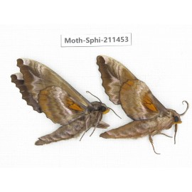 Sphingidae sp. China, Yunnan, Nujiang, N of Mt.Biluoxueshan. 2Pcs. Moth-Sphi-211453.