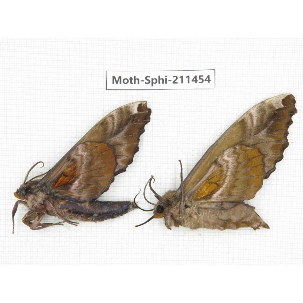 Sphingidae sp. China, Yunnan, Nujiang, N of Mt.Biluoxueshan. 2Pcs. Moth-Sphi-211454.