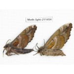 Sphingidae sp. China, Yunnan, Nujiang, N of Mt.Biluoxueshan. 2Pcs. Moth-Sphi-211454.