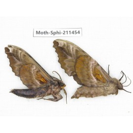 Sphingidae sp. China, Yunnan, Nujiang, N of Mt.Biluoxueshan. 2Pcs. Moth-Sphi-211454.