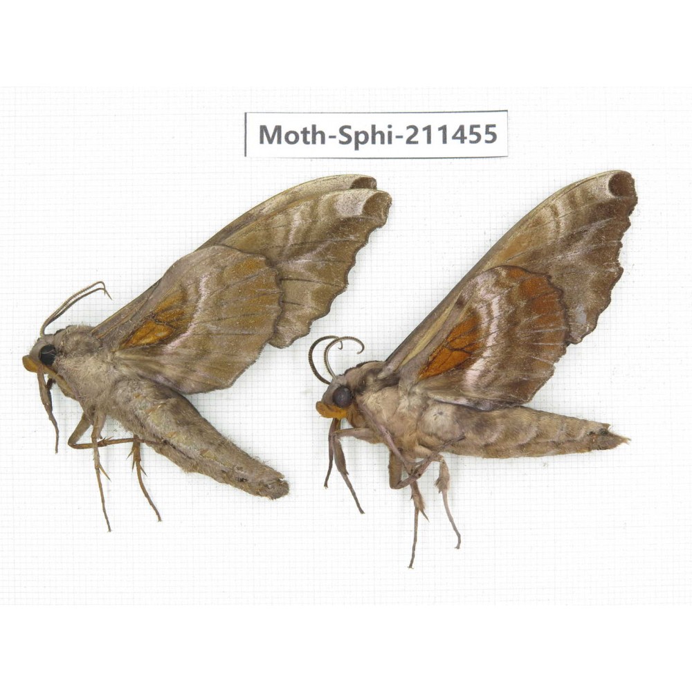 Sphingidae sp. China, Yunnan, Nujiang, N of Mt.Biluoxueshan. 2Pcs. Moth-Sphi-211455.