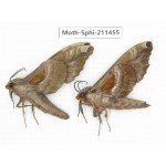 Sphingidae sp. China, Yunnan, Nujiang, N of Mt.Biluoxueshan. 2Pcs. Moth-Sphi-211455.
