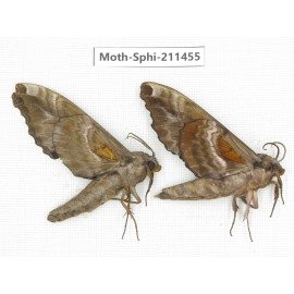 Sphingidae sp. China, Yunnan, Nujiang, N of Mt.Biluoxueshan. 2Pcs. Moth-Sphi-211455.