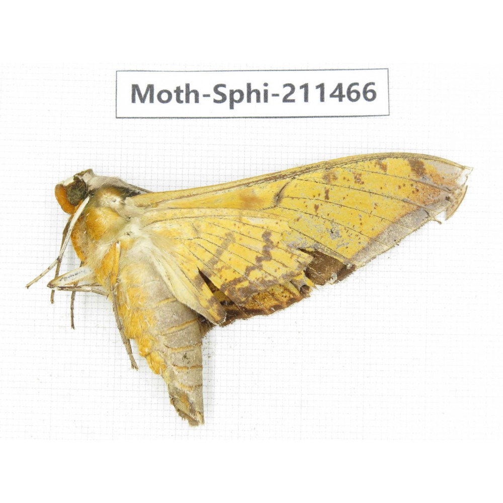 Sphingidae sp. China, Yunnan, Nujiang, N of Mt.Biluoxueshan. 1Pcs. Moth-Sphi-211466.