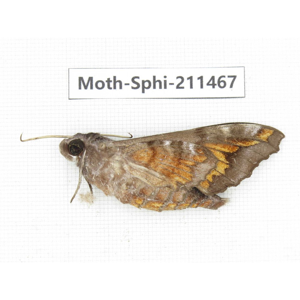 Sphingidae sp. China, Yunnan, Nujiang, N of Mt.Biluoxueshan. 1Pcs. Moth-Sphi-211467.