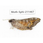 Sphingidae sp. China, Yunnan, Nujiang, N of Mt.Biluoxueshan. 1Pcs. Moth-Sphi-211467.