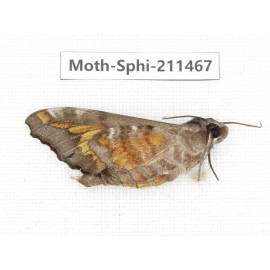 Sphingidae sp. China, Yunnan, Nujiang, N of Mt.Biluoxueshan. 1Pcs. Moth-Sphi-211467.