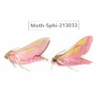 Sphingidae sp. China, Yunnan, Zhaotong area, Yiliang county. 2Pcs. Moth-Sphi-213033.