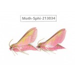 Sphingidae sp. China, Yunnan, Zhaotong area, Yiliang county. 2Pcs. Moth-Sphi-213034.