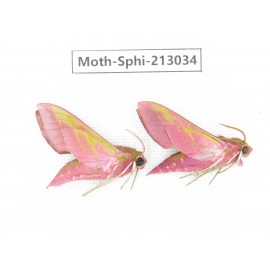 Sphingidae sp. China, Yunnan, Zhaotong area, Yiliang county. 2Pcs. Moth-Sphi-213034.