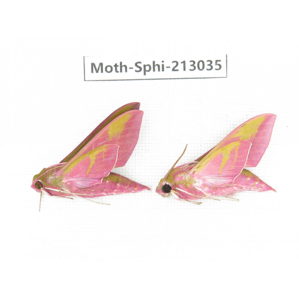 Sphingidae sp. China, Yunnan, Zhaotong area, Yiliang county. 2Pcs. Moth-Sphi-213035.