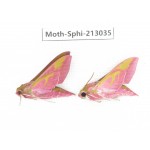 Sphingidae sp. China, Yunnan, Zhaotong area, Yiliang county. 2Pcs. Moth-Sphi-213035.