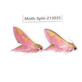 Sphingidae sp. China, Yunnan, Zhaotong area, Yiliang county. 2Pcs. Moth-Sphi-213035.