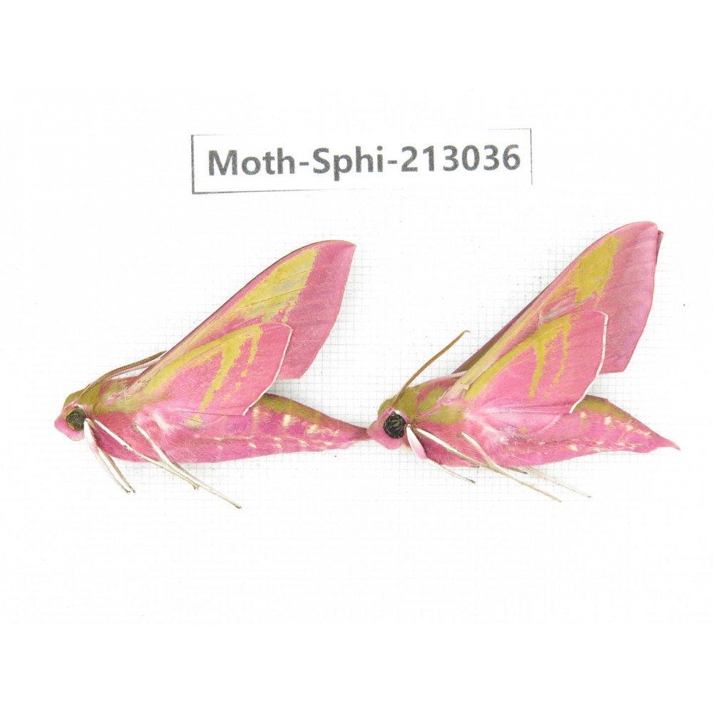 Sphingidae sp. China, Yunnan, Zhaotong area, Yiliang county. 2Pcs. Moth-Sphi-213036.