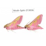 Sphingidae sp. China, Yunnan, Zhaotong area, Yiliang county. 2Pcs. Moth-Sphi-213036.