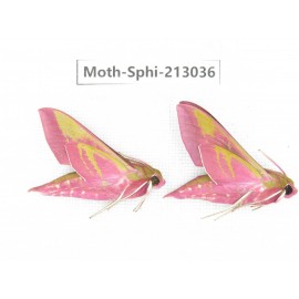 Sphingidae sp. China, Yunnan, Zhaotong area, Yiliang county. 2Pcs. Moth-Sphi-213036.