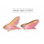 Sphingidae sp. China, Yunnan, Zhaotong area, Yiliang county. 2Pcs. Moth-Sphi-213037.