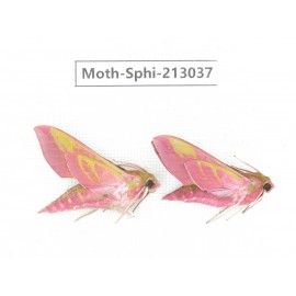 Sphingidae sp. China, Yunnan, Zhaotong area, Yiliang county. 2Pcs. Moth-Sphi-213037.