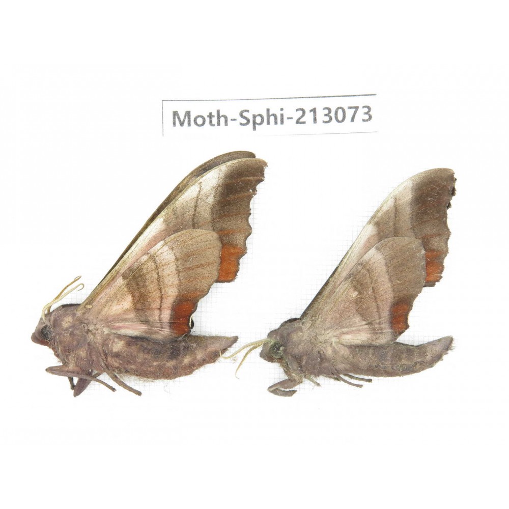 Sphingidae sp. China, Yunnan, Zhaotong area, Yiliang county. 2Pcs. Moth-Sphi-213073.