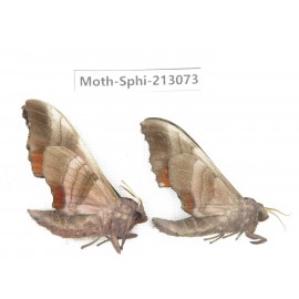 Sphingidae sp. China, Yunnan, Zhaotong area, Yiliang county. 2Pcs. Moth-Sphi-213073.