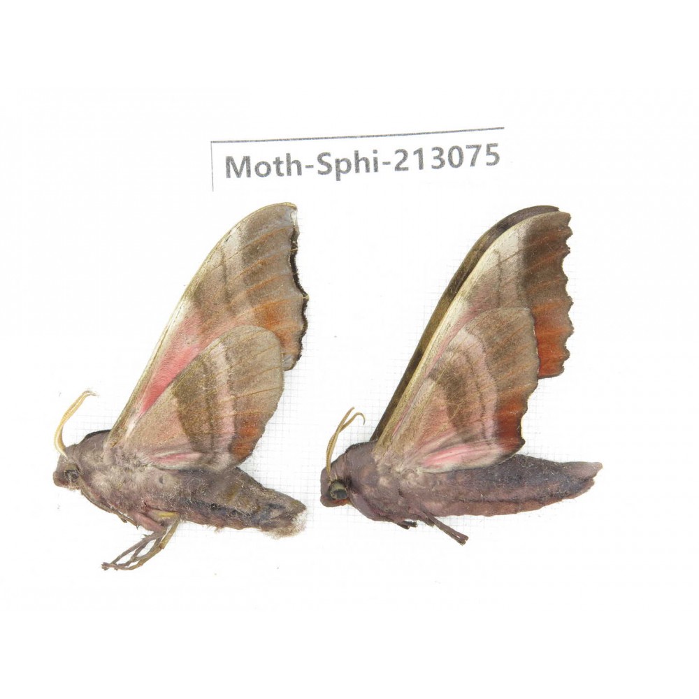 Sphingidae sp. China, Yunnan, Zhaotong area, Yiliang county. 2Pcs. Moth-Sphi-213075.