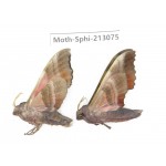 Sphingidae sp. China, Yunnan, Zhaotong area, Yiliang county. 2Pcs. Moth-Sphi-213075.