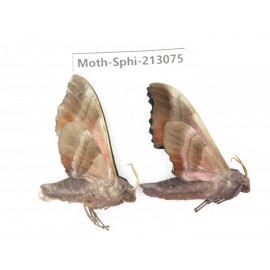 Sphingidae sp. China, Yunnan, Zhaotong area, Yiliang county. 2Pcs. Moth-Sphi-213075.