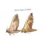 Sphingidae sp. China, Yunnan, Zhaotong area, Yiliang county. 2Pcs. Moth-Sphi-213094.