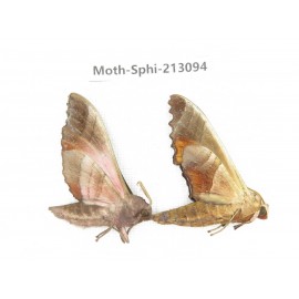 Sphingidae sp. China, Yunnan, Zhaotong area, Yiliang county. 2Pcs. Moth-Sphi-213094.
